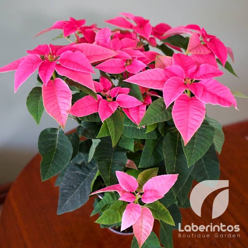 Poinsettia la planta que adorna la Navidad