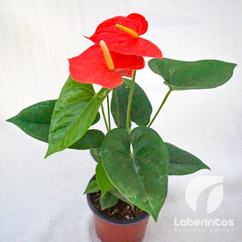 El Anturio la planta de interior purificadora de aire y que aporta elegancia y frescura