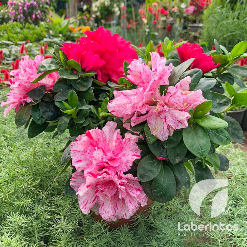 Las Azaleas flores que atraen la buena fortuna al hogar