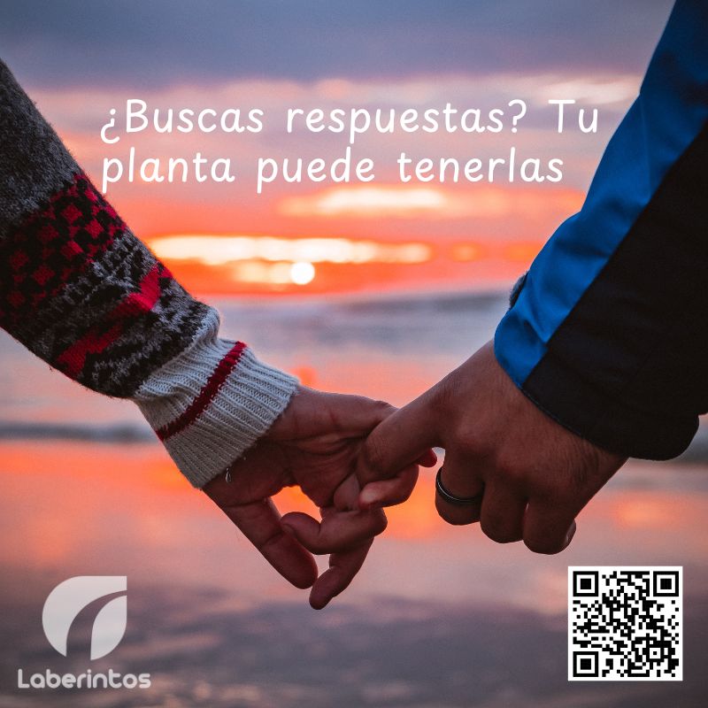 ¿Dudas sobre tu relación? Regala una planta y obtén la respuesta