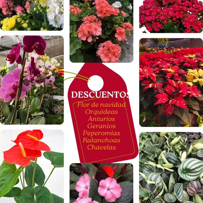 Descuentos navideños en plantas de flores de temporada