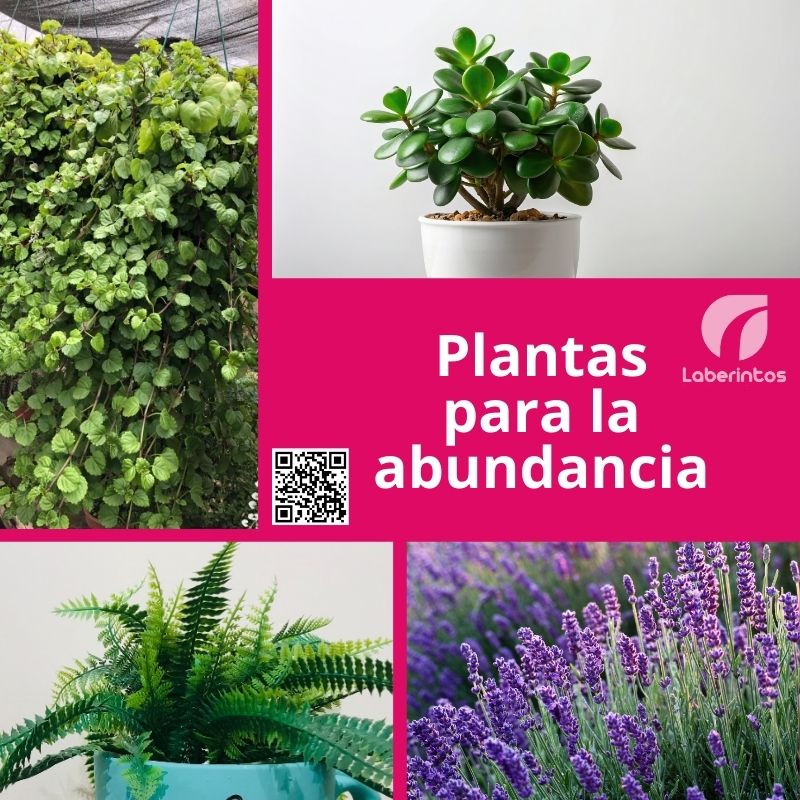 Plantas del Dinero para atraer prosperidad
