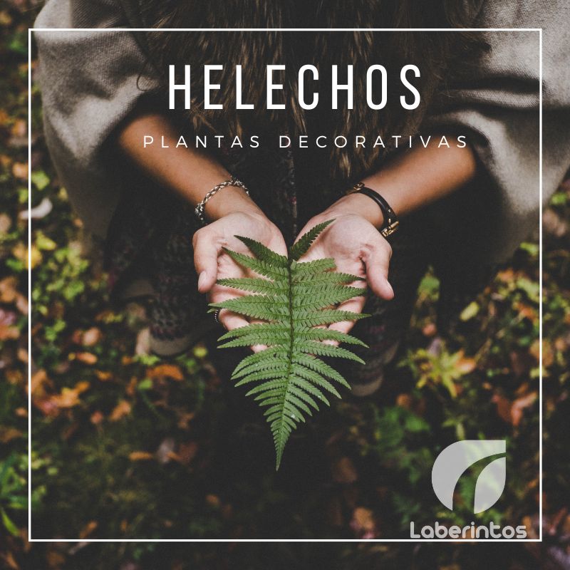 ¿Qué hace a los helechos tan especiales?