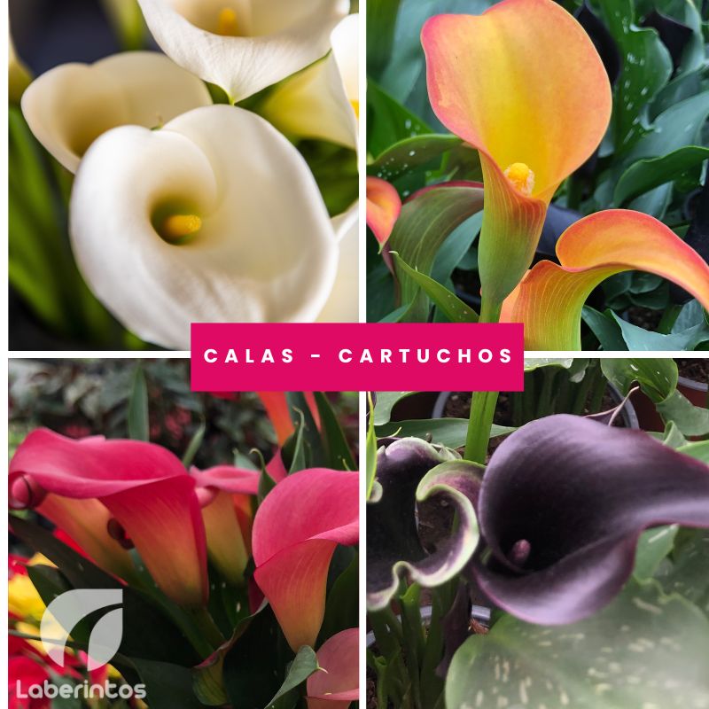 Calas - cartuchos: cuidados y cultivo