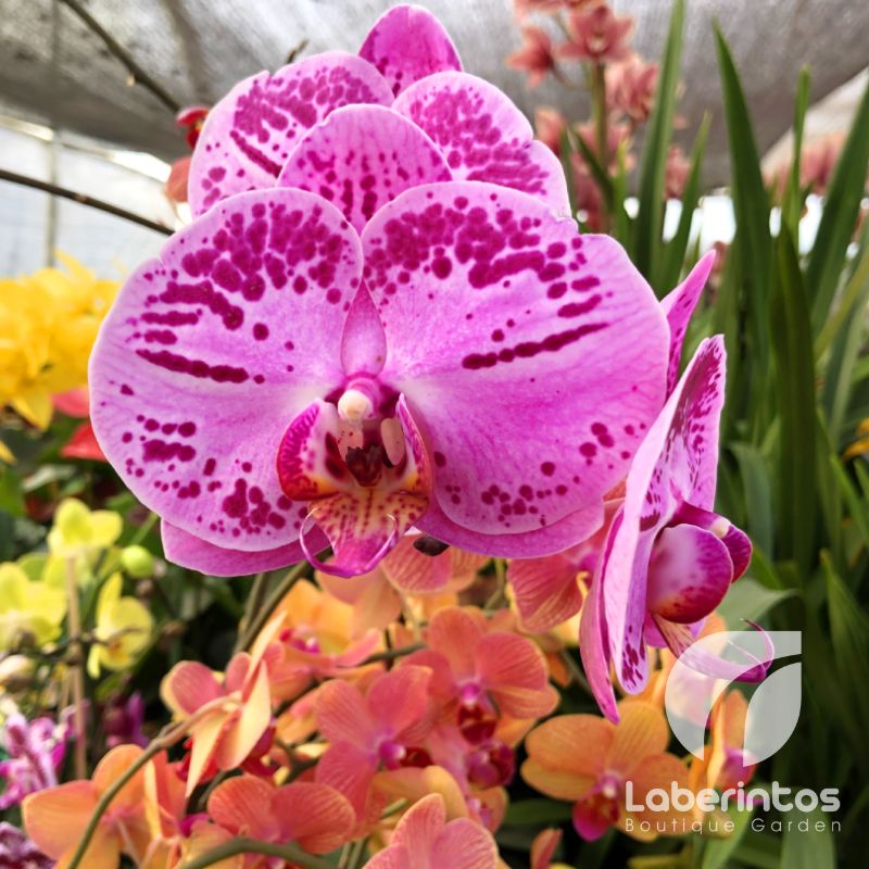 Orquídeas en Ecuador