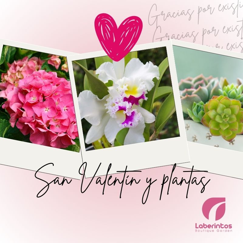 San Valentín y Plantas: Amor que Crece