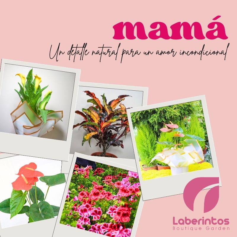 10 Plantas perfectas para sorprender a mamá en su día