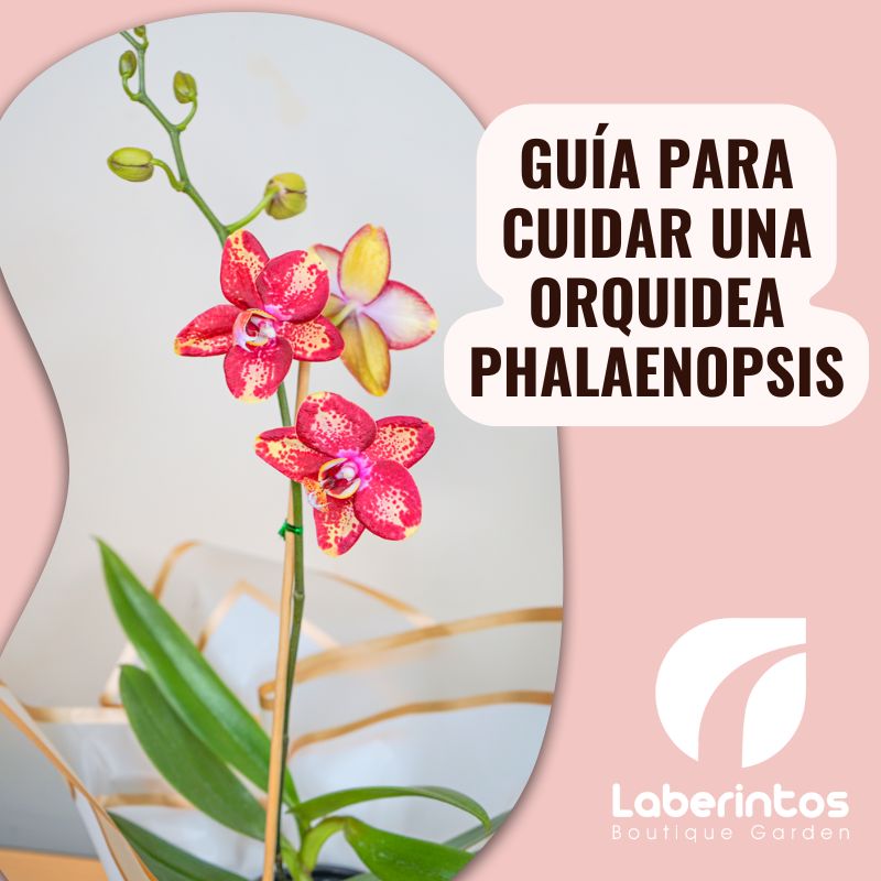 Guía esencial para cuidar tu orquídea Phalaenopsis y disfrutar su belleza