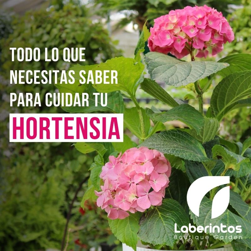 Cómo Cuidar tu Hortensia y Mantenerla Siempre Bella