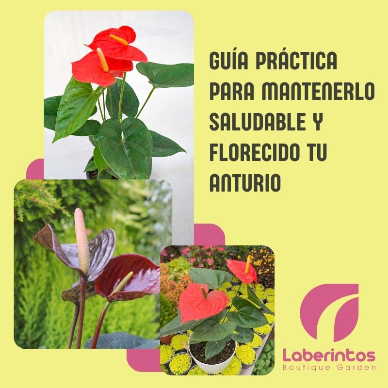 Guía práctica para mantenerlo saludable y florecido tu Anturio