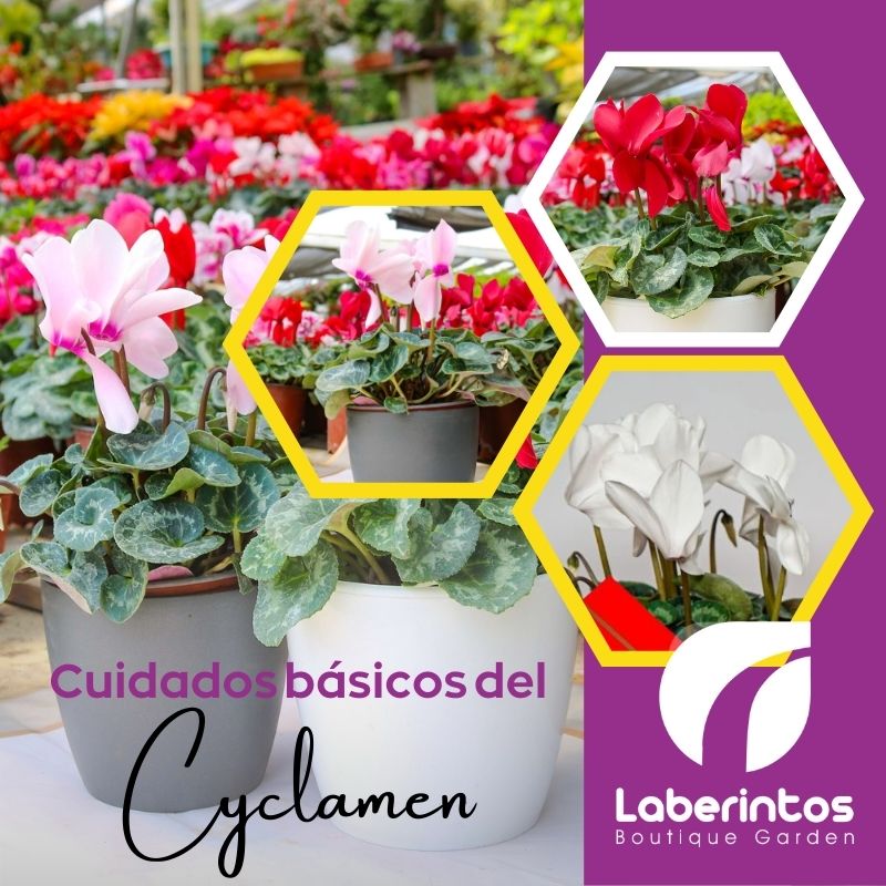 Tips infalibles para mantener tu Cyclamen sano y lleno de vida