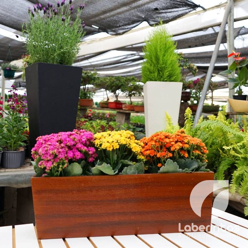 Tu gran evento, decoración con plantas vivas