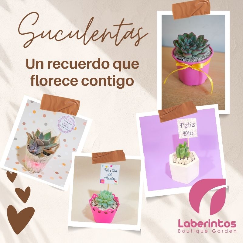 Suculentas: un regalo que crece contigo