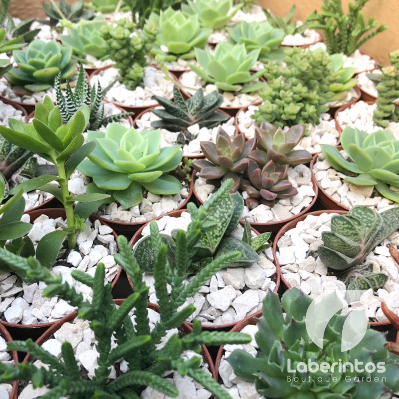 Suculentas, plantas tiernas para un obsequio