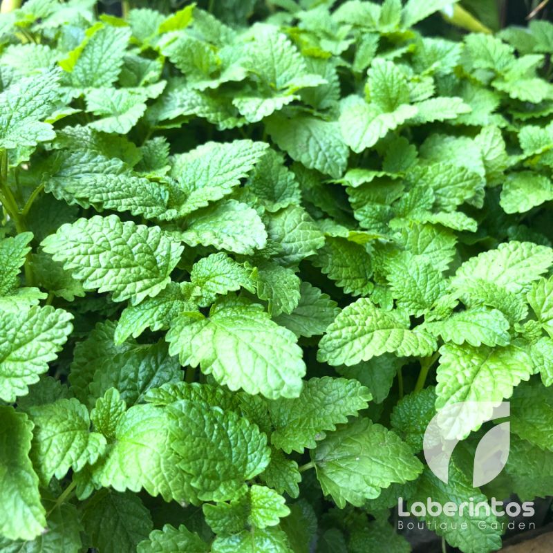 Plantas antivirales y antibióticas