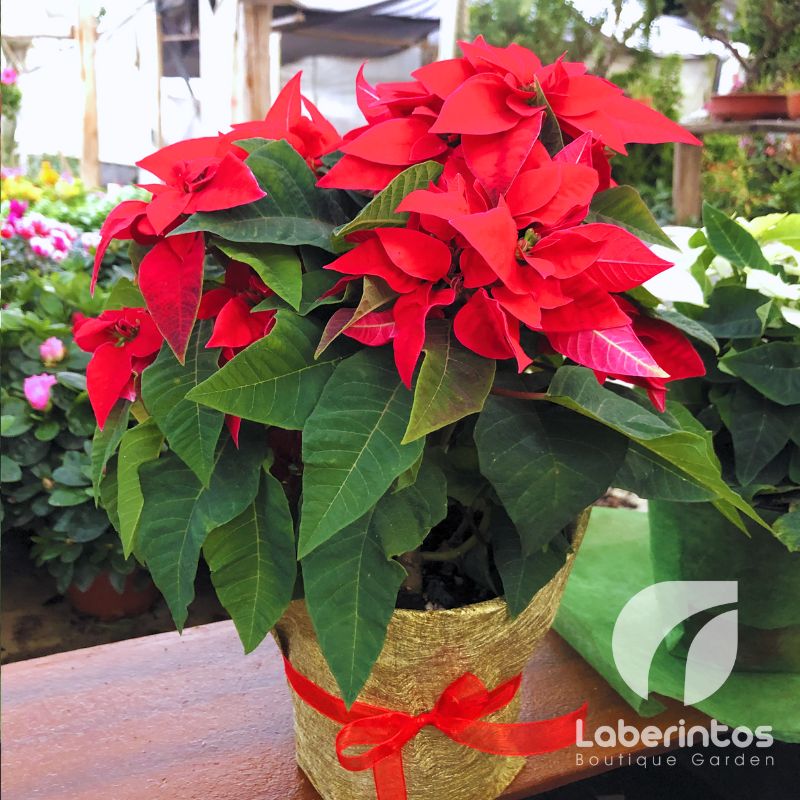 Recuerdos y regalos para primera comunión y confirmación con plantas