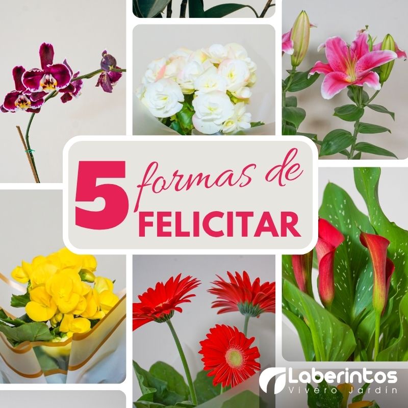 Flores perfectas para felicitar: 5 formas de regalar vida en ocasiones especiales