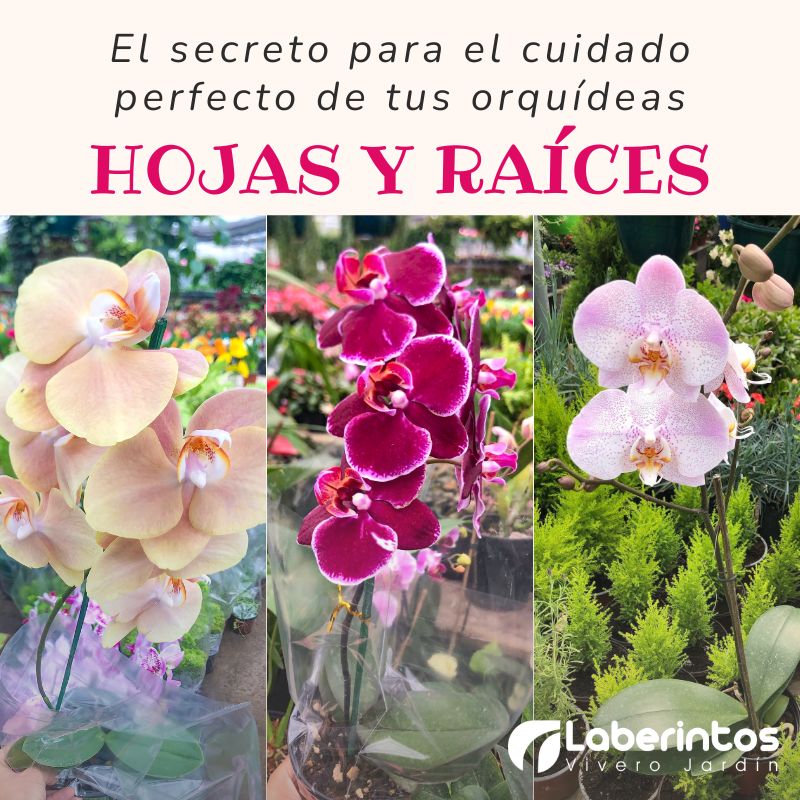 El secreto para el cuidado perfecto de las orquídeas: Hojas y raíces
