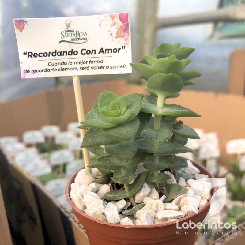 Hermosas plantas como recuerdos