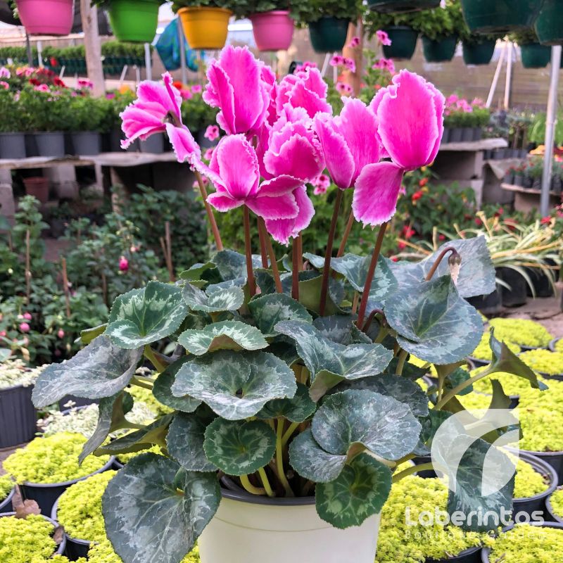 El encanto del ciclamen Cómo cultivar y cuidar esta hermosa planta