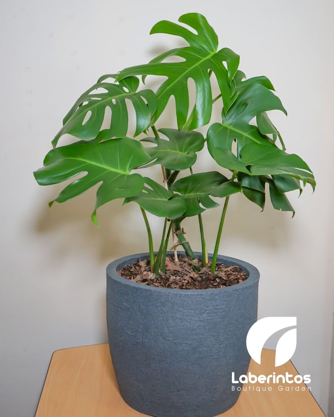 Planta Monstera o Costilla de Ad&aacute;n en maceta gris