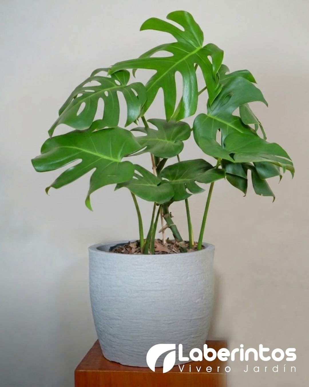 Planta Monstera o Costilla de Ad&aacute;n en maceta color blanco arena