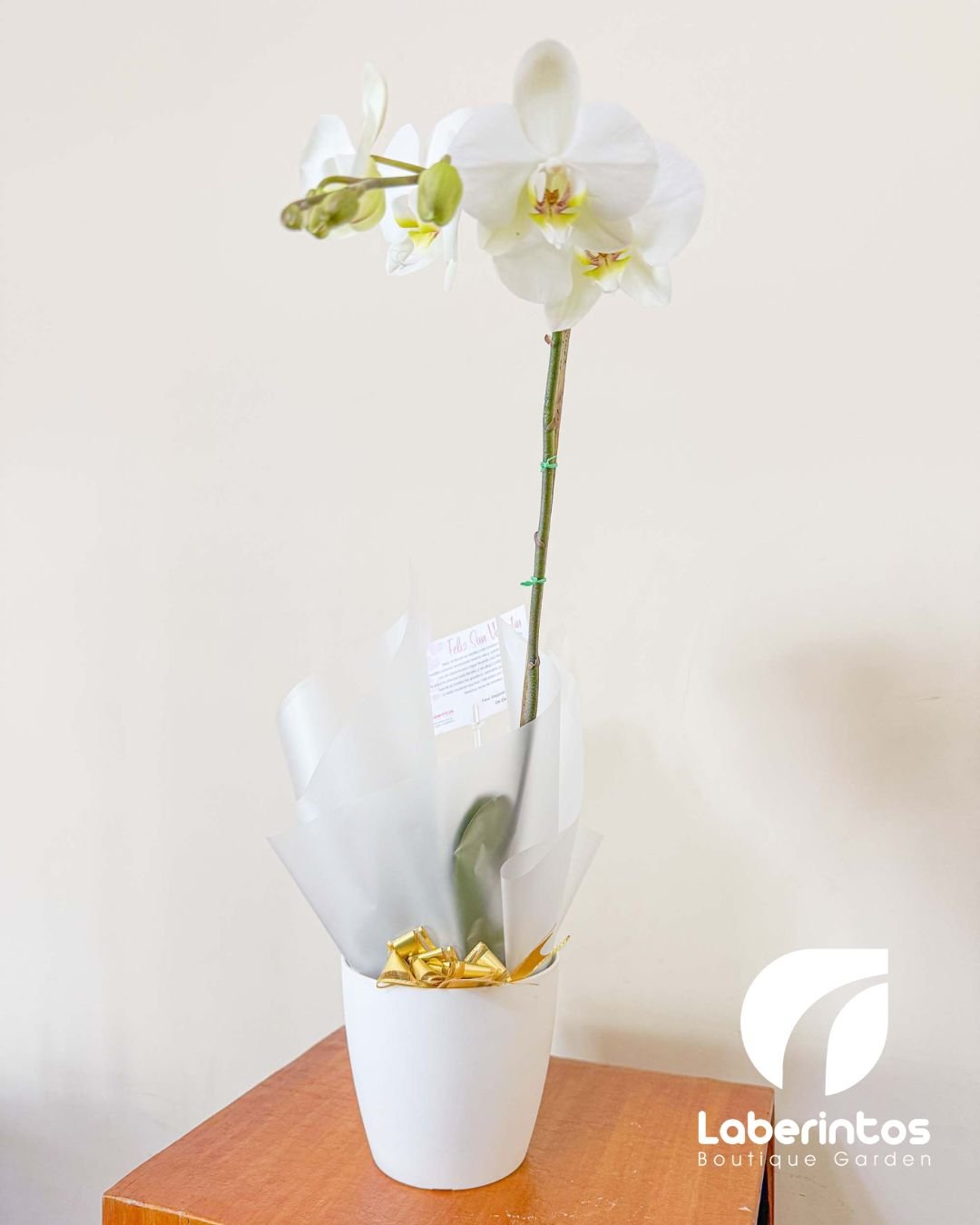 Orqu&iacute;dea Phalaenopsis blanca decorada para regalo