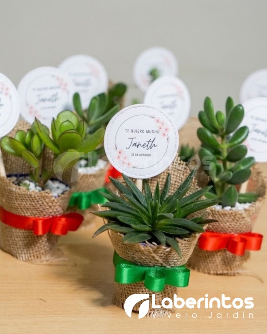 Suculentas en maceta 5x5 cm decorada con yute, tarjeta impresa para recuerdos x docena
