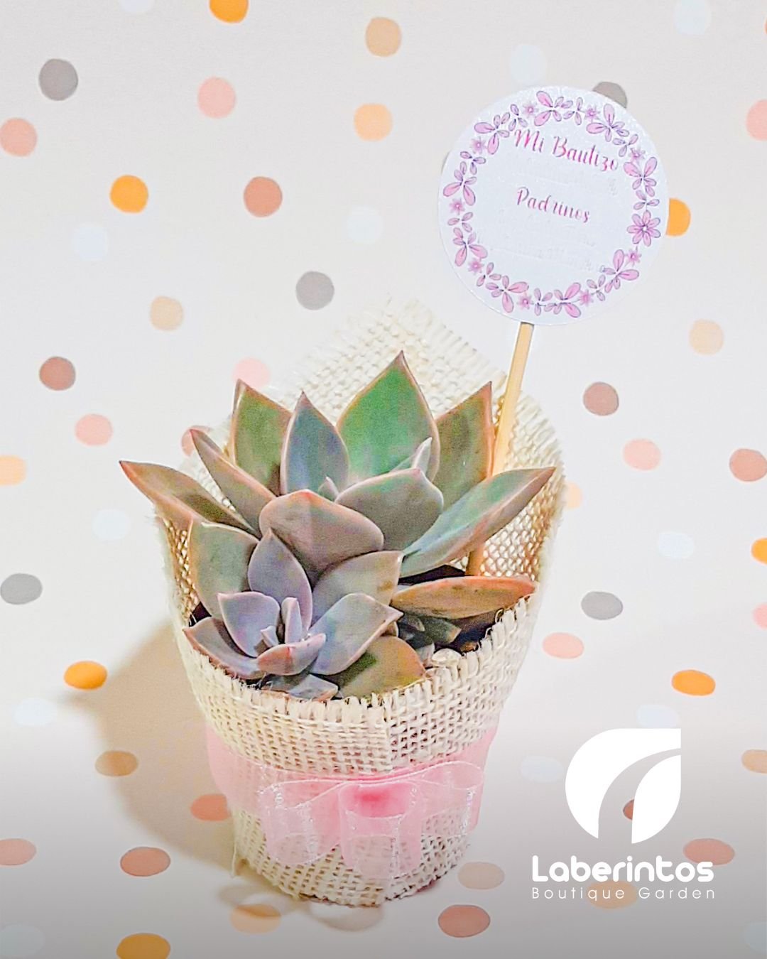 Suculentas en maceta terracota 5x5 cm decorada con yute, tarjeta impresa para recuerdos x docena