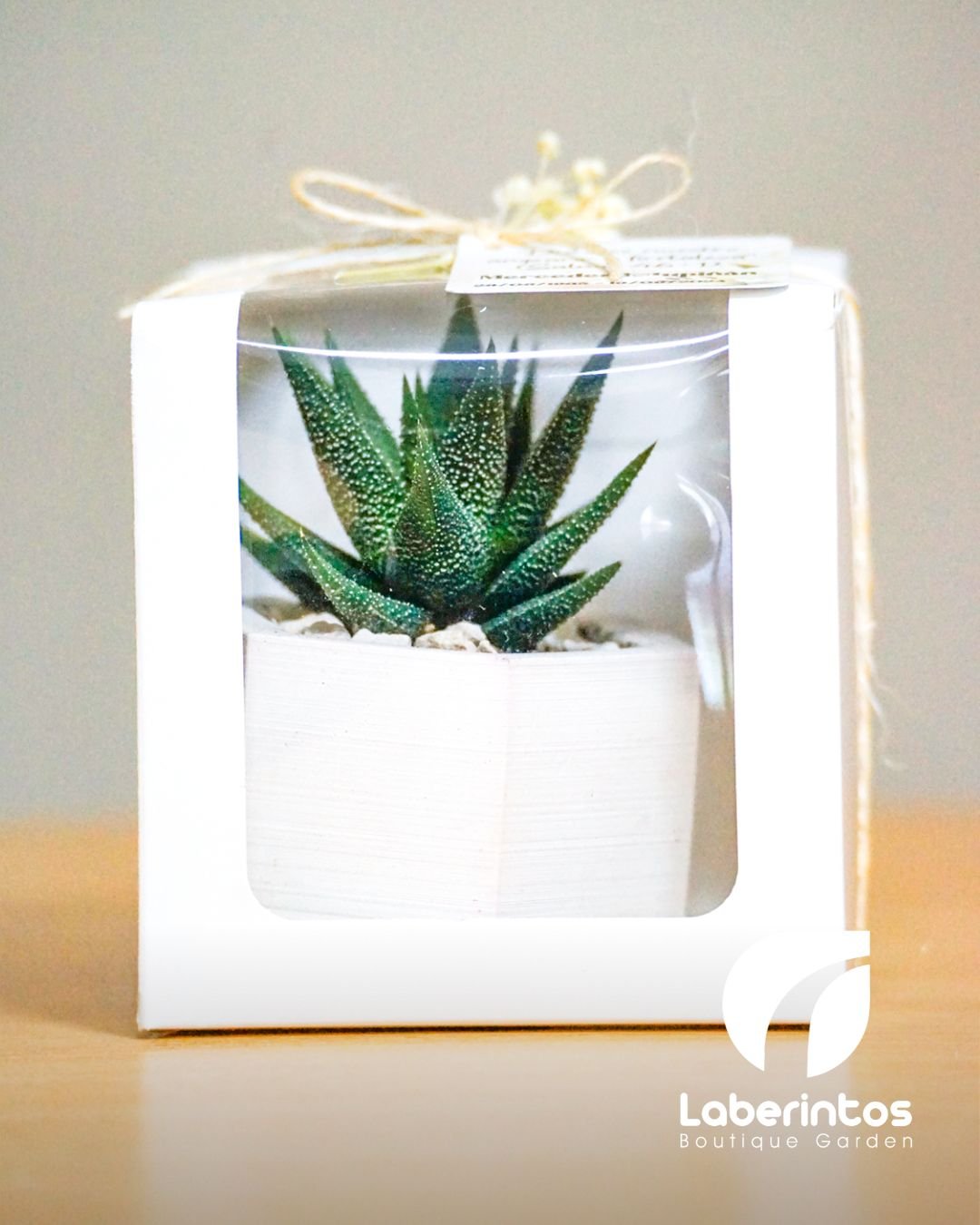 Suculentas en maceta de yeso 7x7 cm en caja blanca, hilo de yute y flor para recuerdos x docena