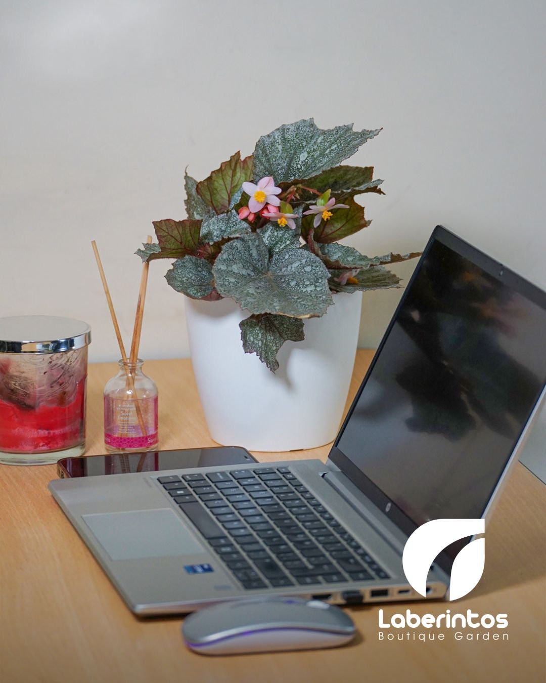 Begonia Rex hoja verde plateada Ala de Ángel con maceta plástica blanca