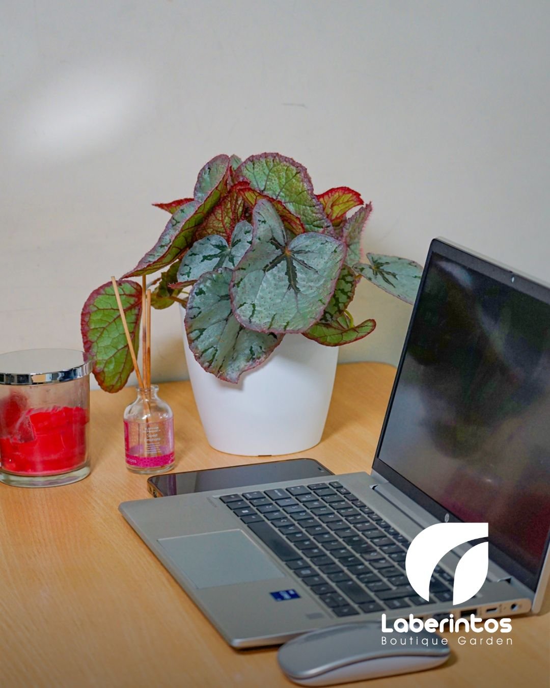 Begonia Rex hoja plateada con maceta plástica blanca