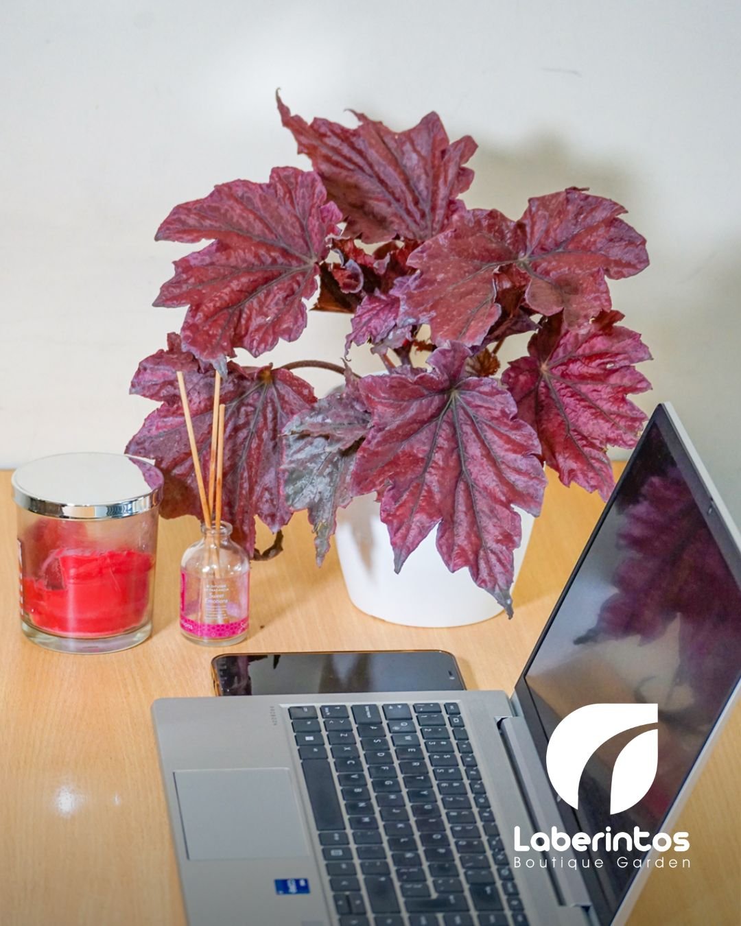 Begonia Rex hoja roja con maceta plástica blanca