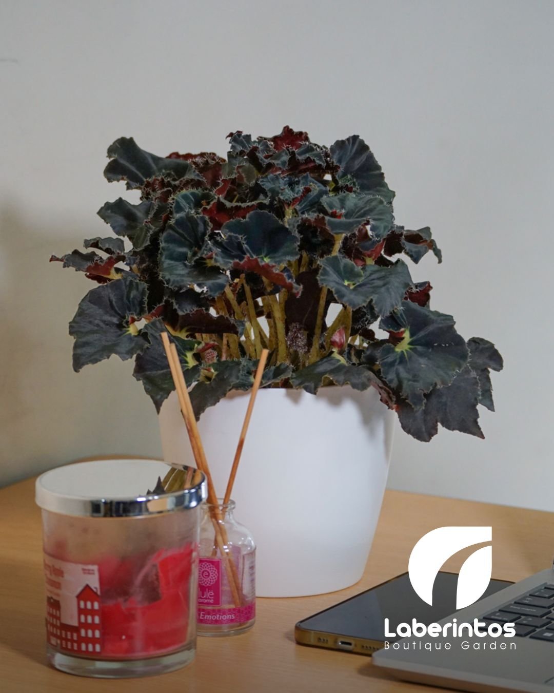 Begonia Rex Dark con maceta plástica blanca