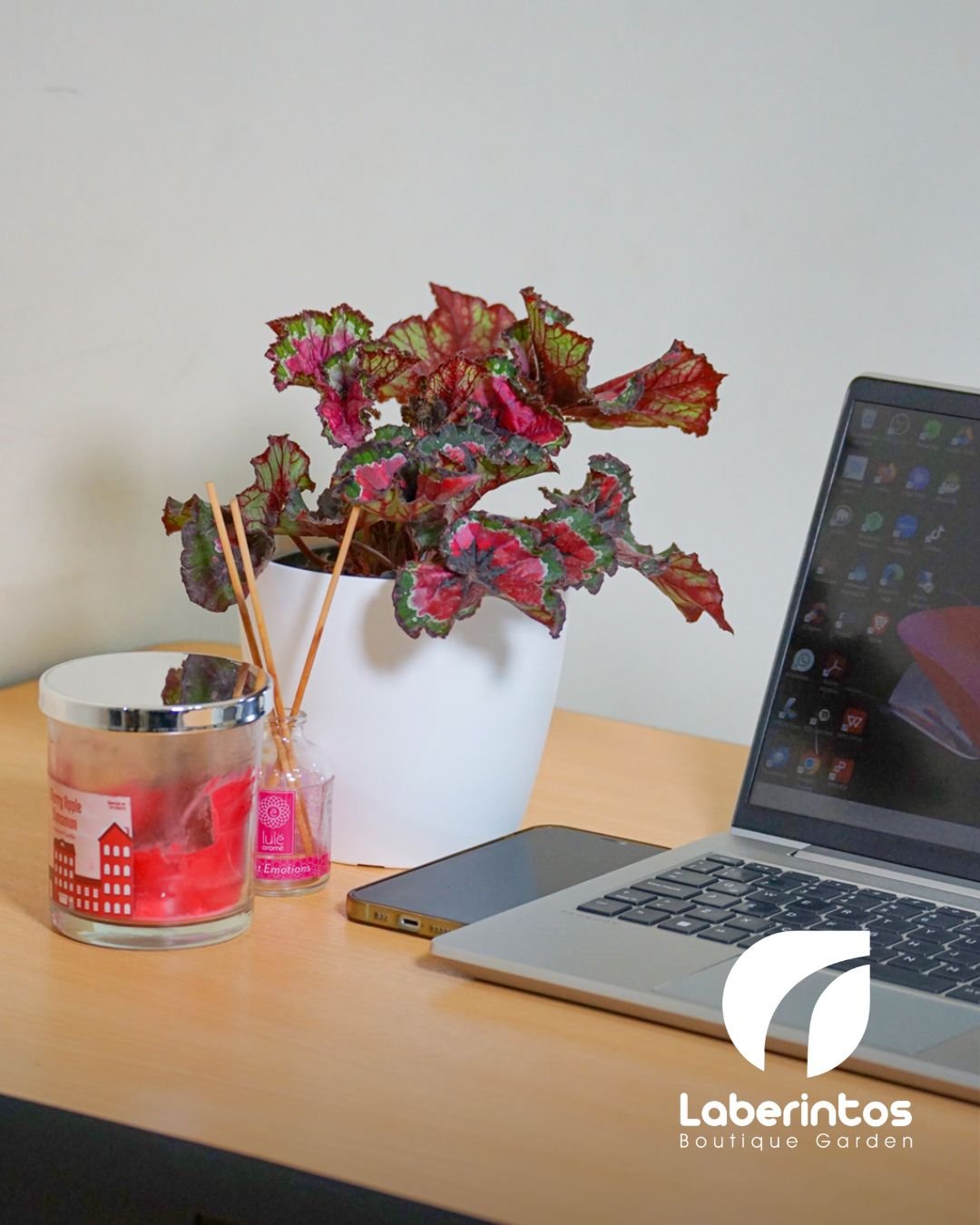 Begonia Rex Christmas con maceta plástica blanca