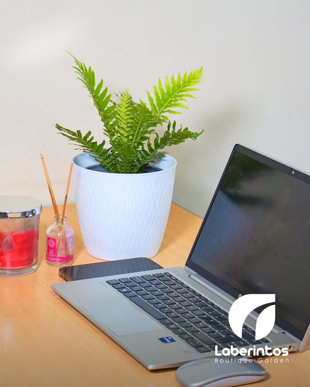 Helecho Palma en maceta blanca