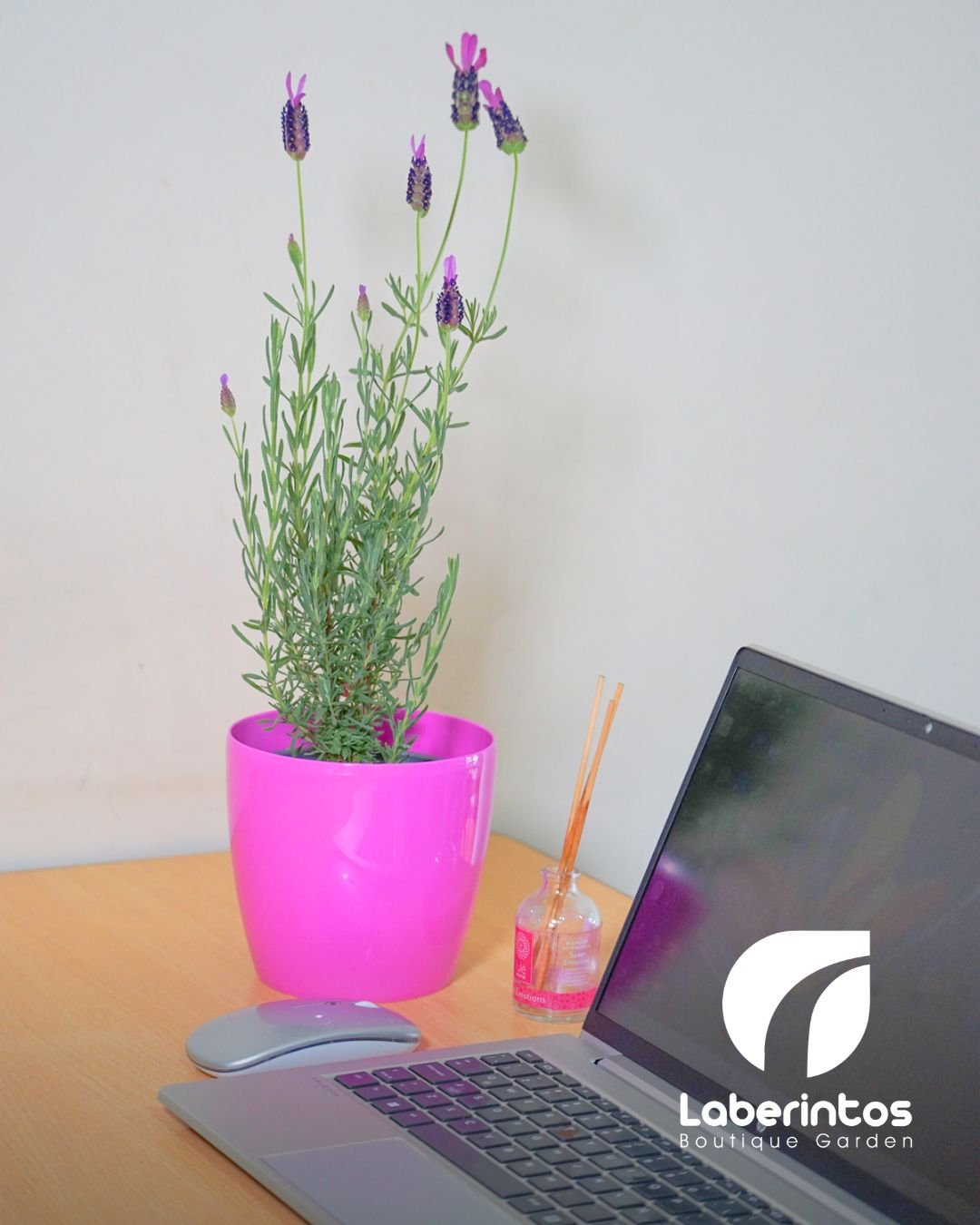 Planta de Lavanda Stoechas en maceta color rosada