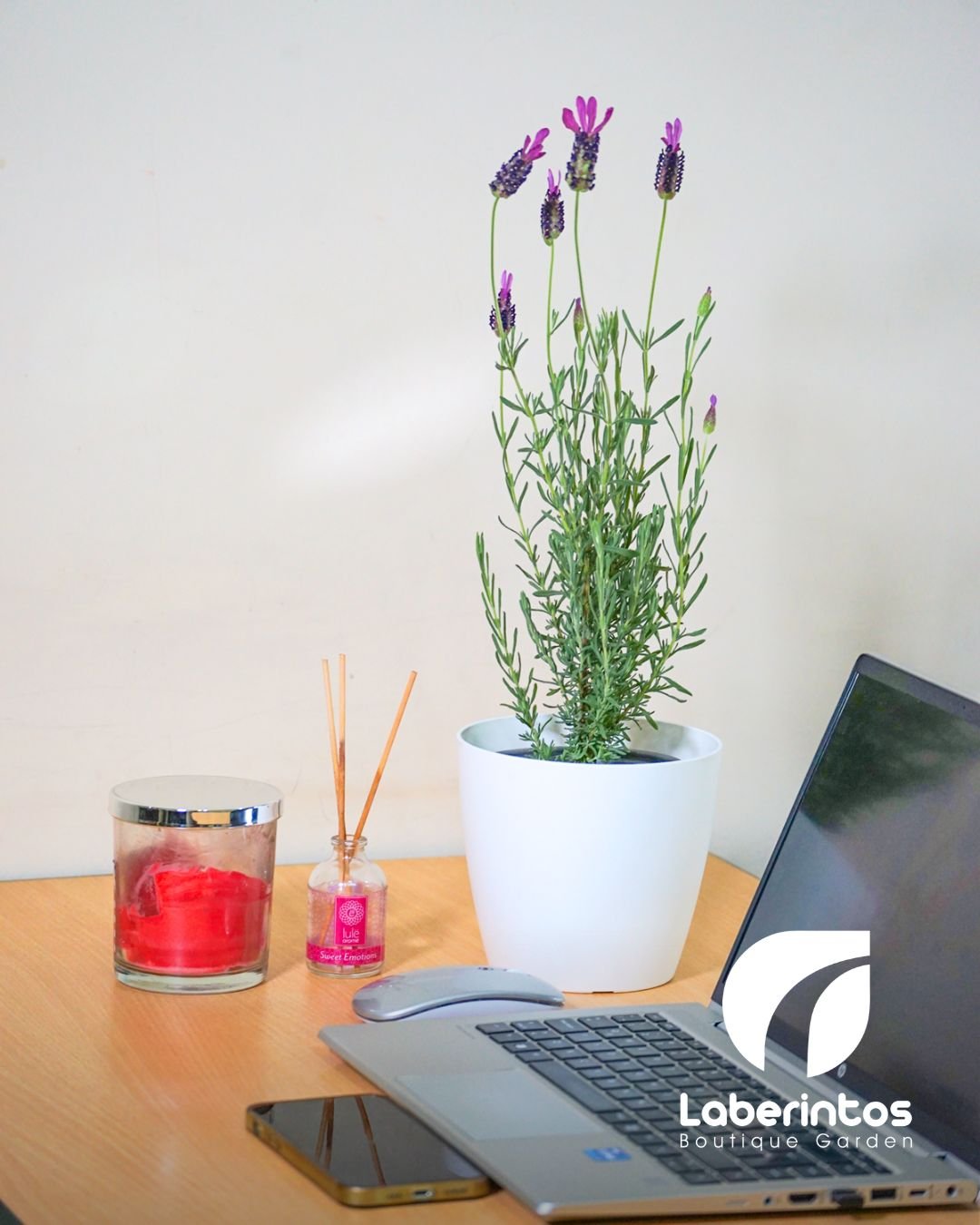 Planta de Lavanda Stoechas en maceta color blanca