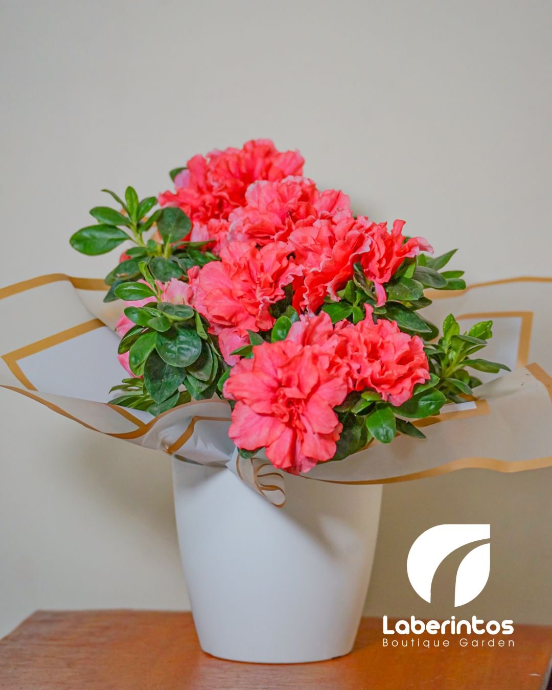 Planta de Azalea color salm&oacute;n en maceta blanca