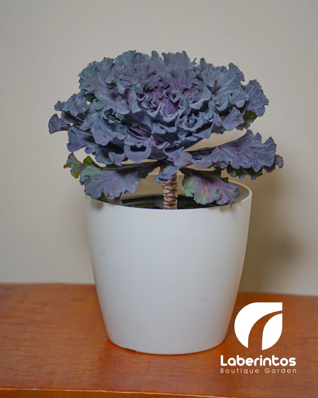 Planta de col ornamental morada o col rizada en maceta blanca