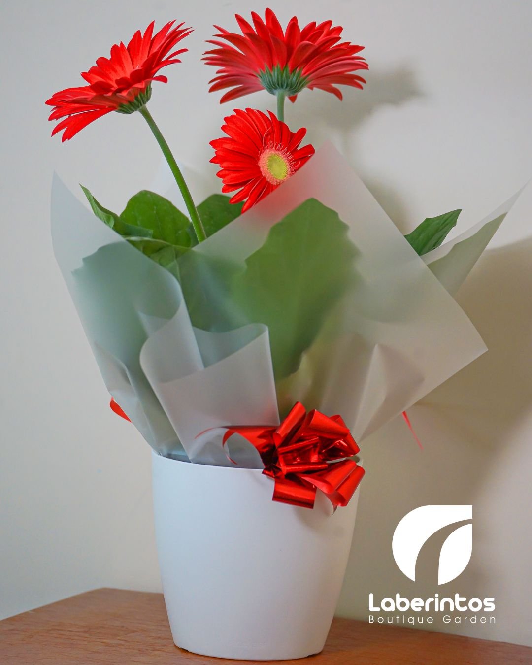 Planta de gerbera color roja en maceta blanca decorada para regalo