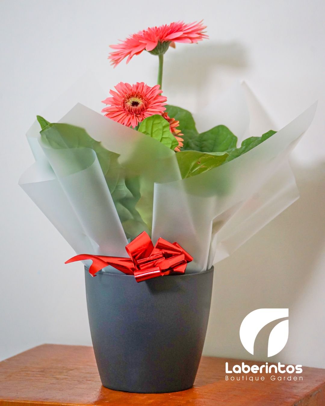 Planta de gerbera color rosada en maceta negra decorada para regalo