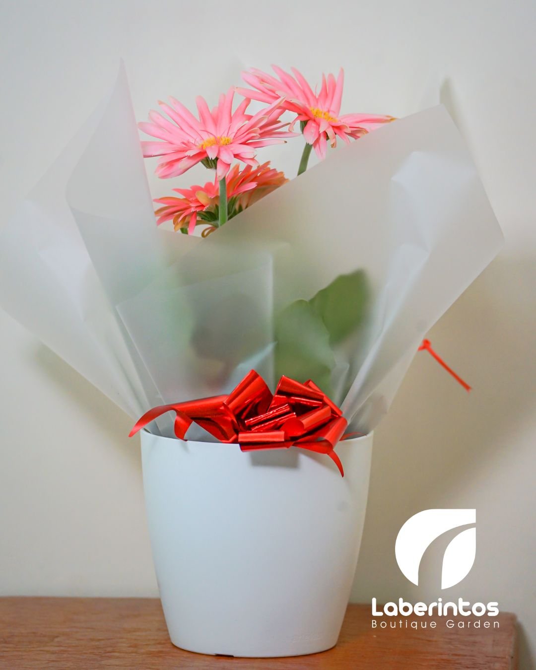 Planta de gerbera color rosa pastel en maceta blanca decorada para regalo