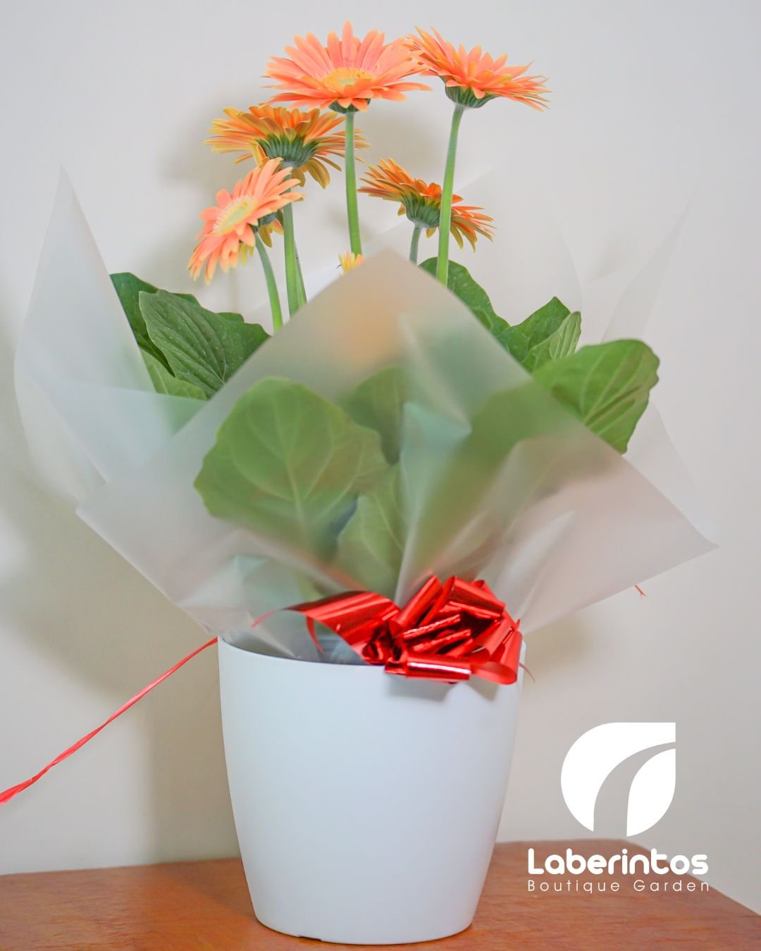 Planta de gerbera color salm&oacute;n en maceta blanca decorada para regalo