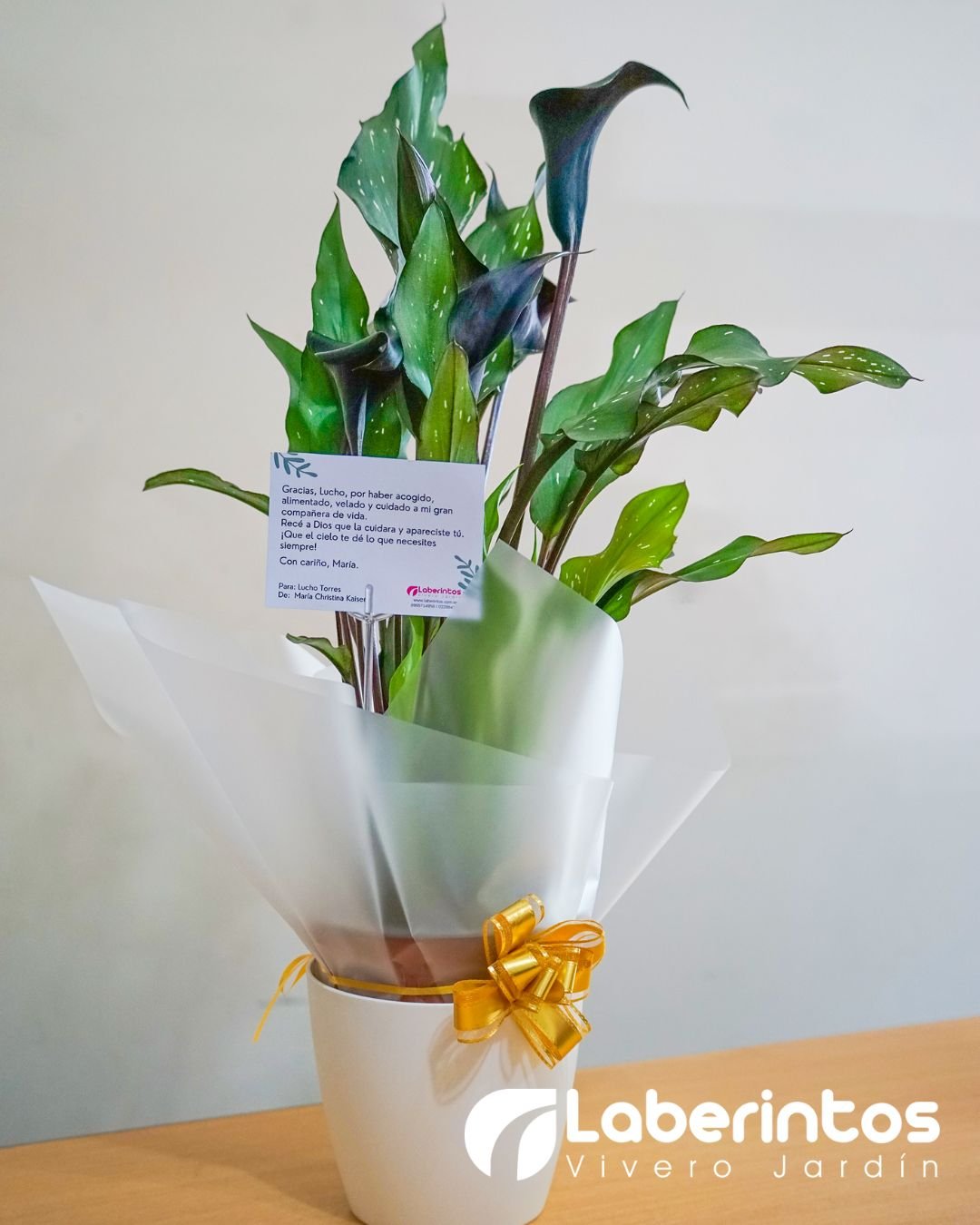Cala o Cartucho negro decorada para regalo con portamaceta blanca