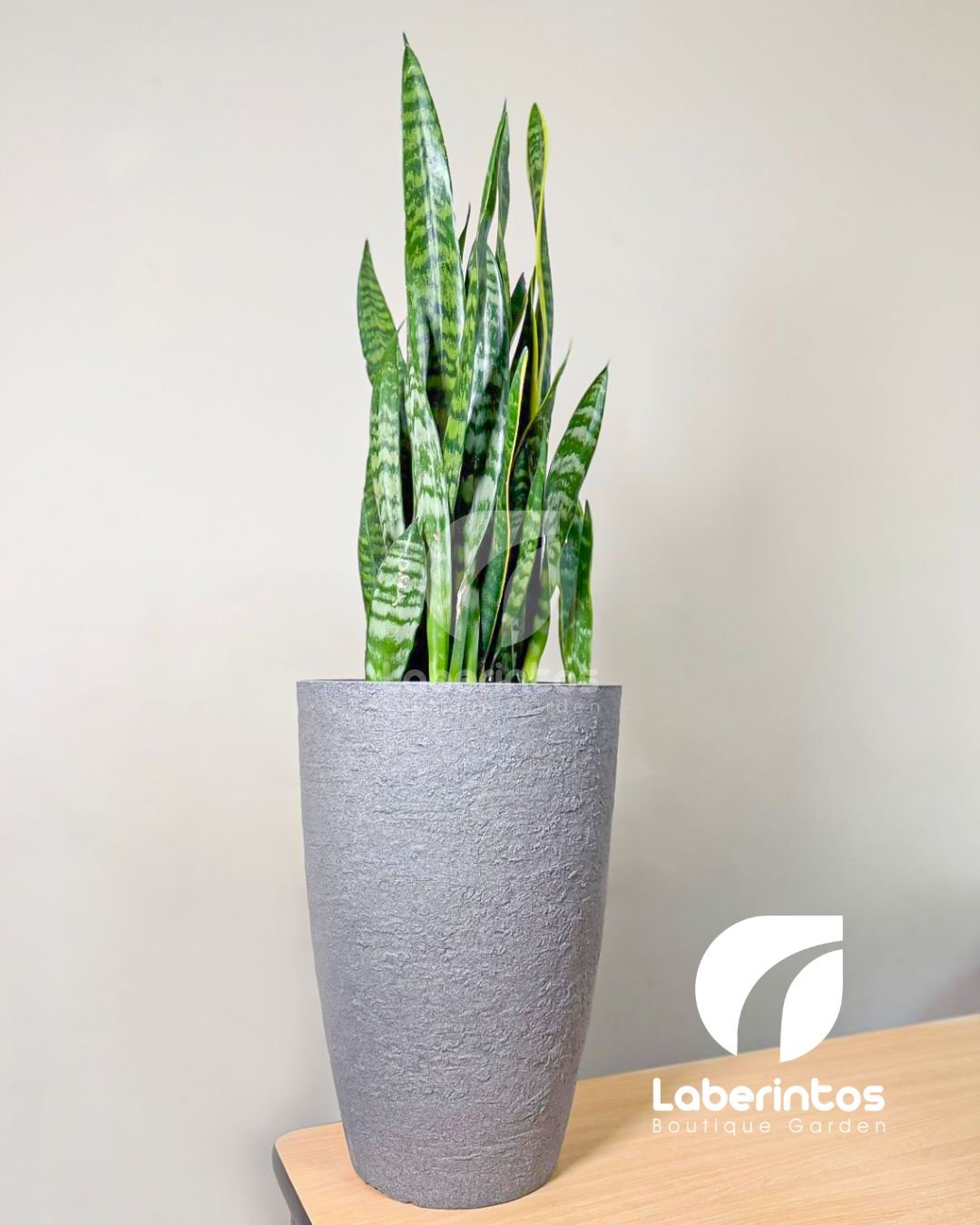 Lengua de Suegra o Sansevieria en maceta c&oacute;nica moderna color gris m&aacute;rmol