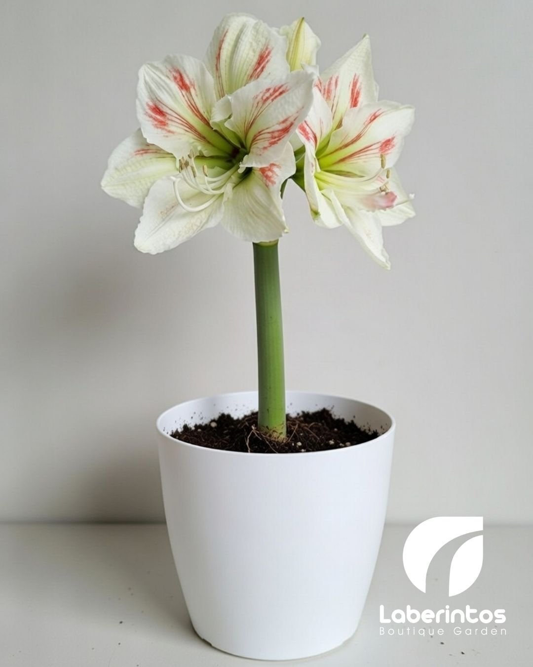 Planta Amarillys blanca con detalles rojos en maceta lista para regalo