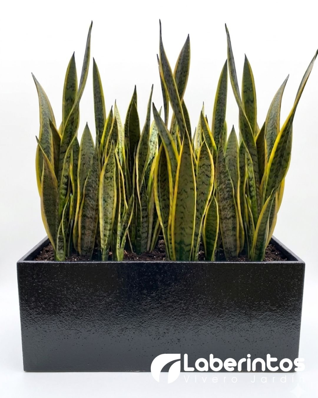 Lengua de Suegra en maceta jardinera ecol&oacute;gica color negra