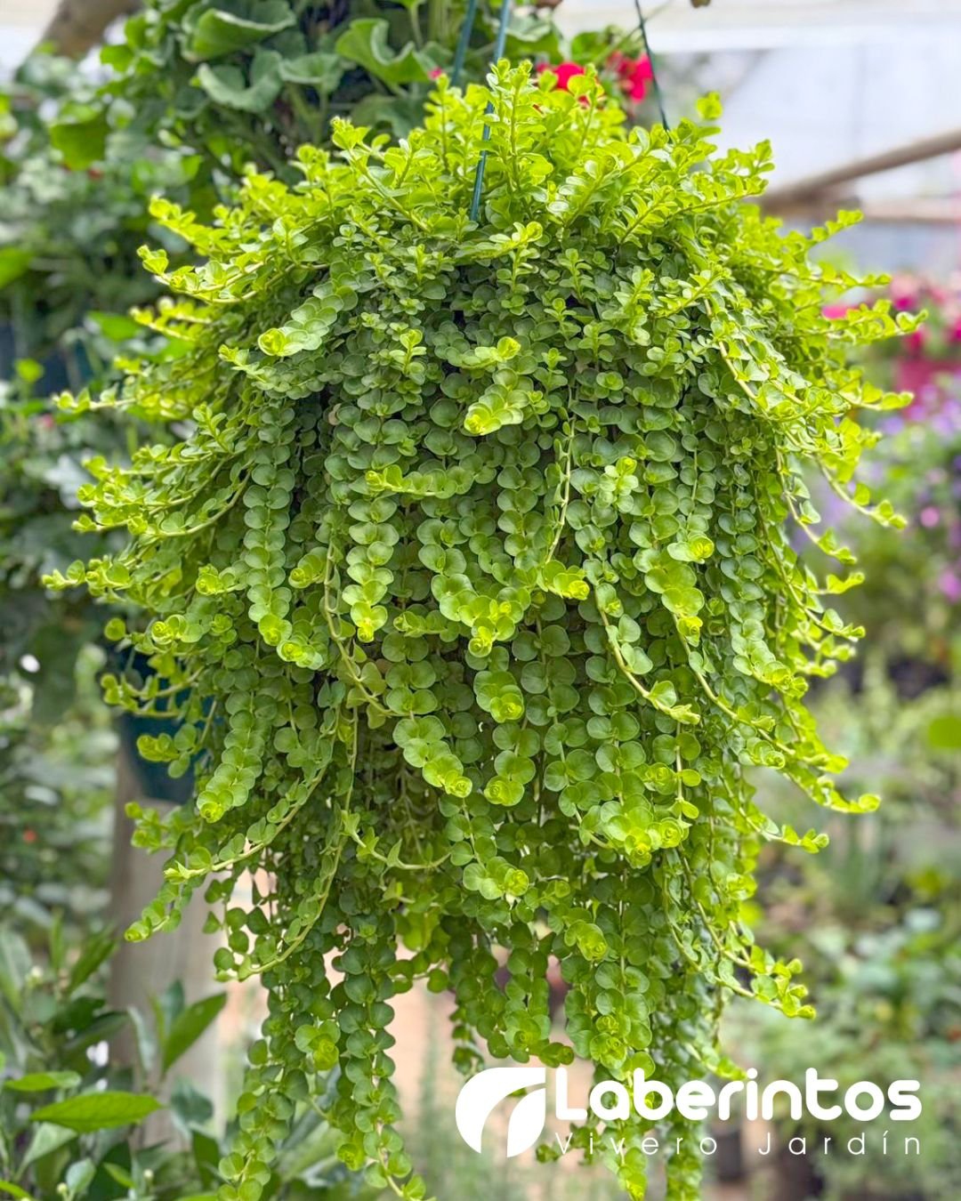 Planta Colgante Moneda de Oro