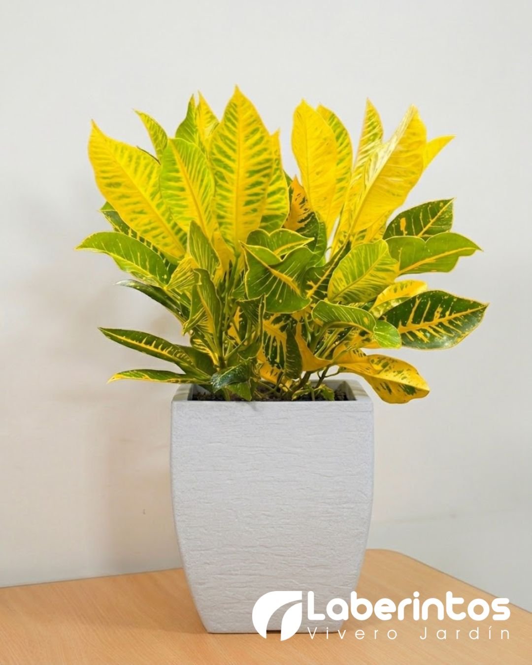 Planta de Crot&oacute;n en maceta cuadrada moderna color blanco envejecido